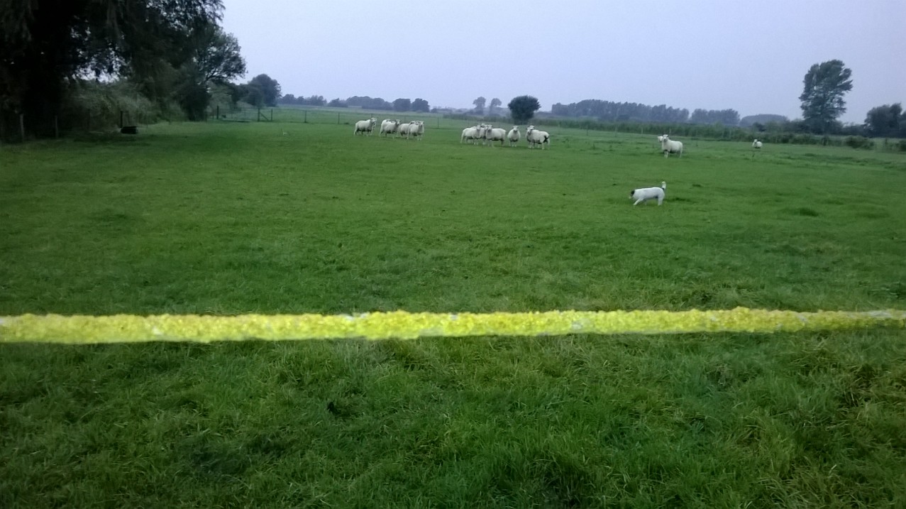 Sheep grazing in green field