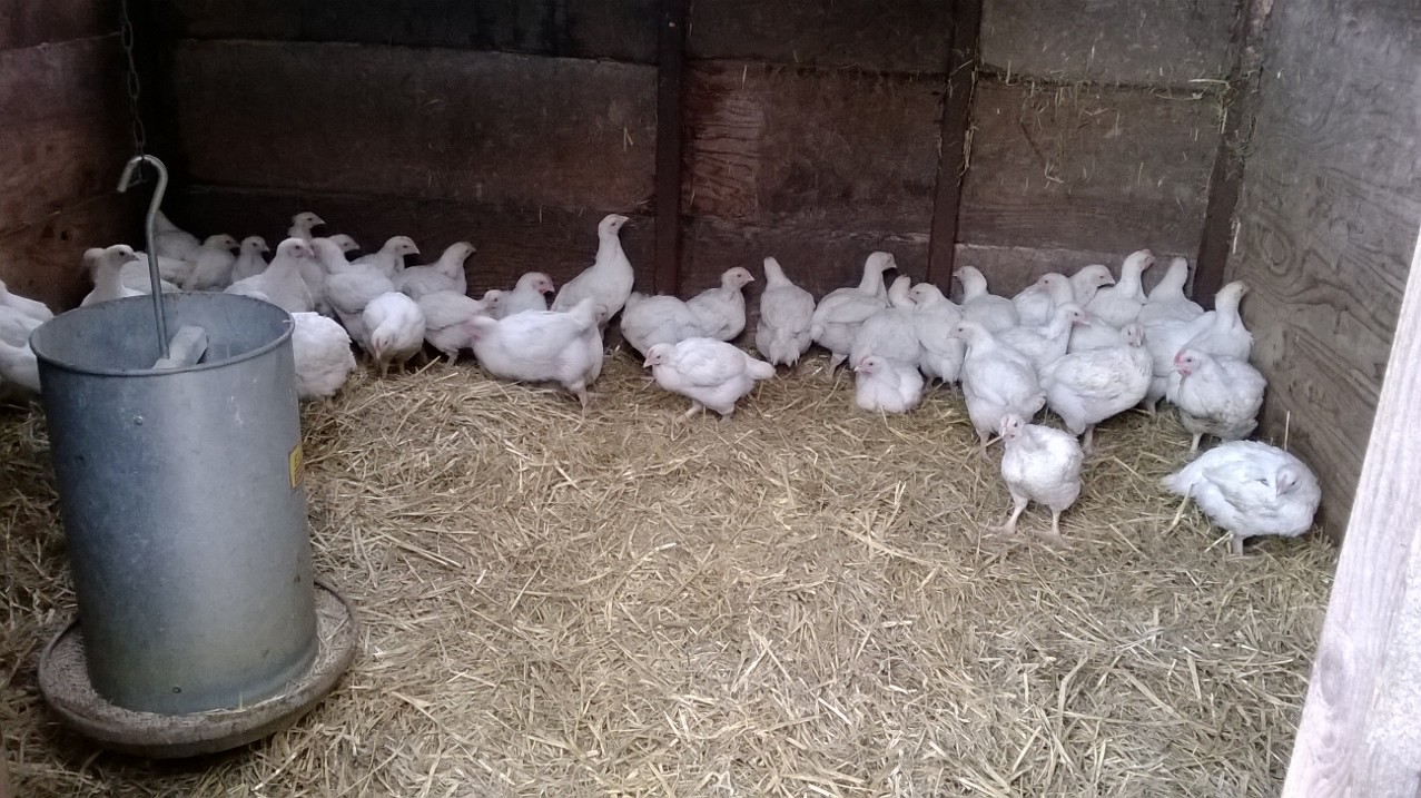 White chickens in barn setting