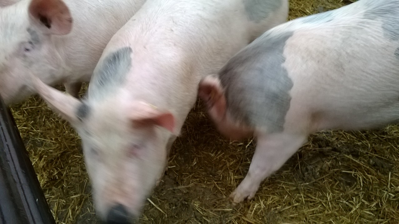 Several pigs in a pen