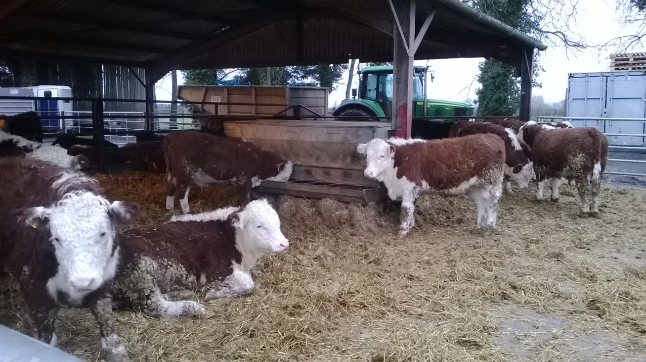 Cows resting in a barn