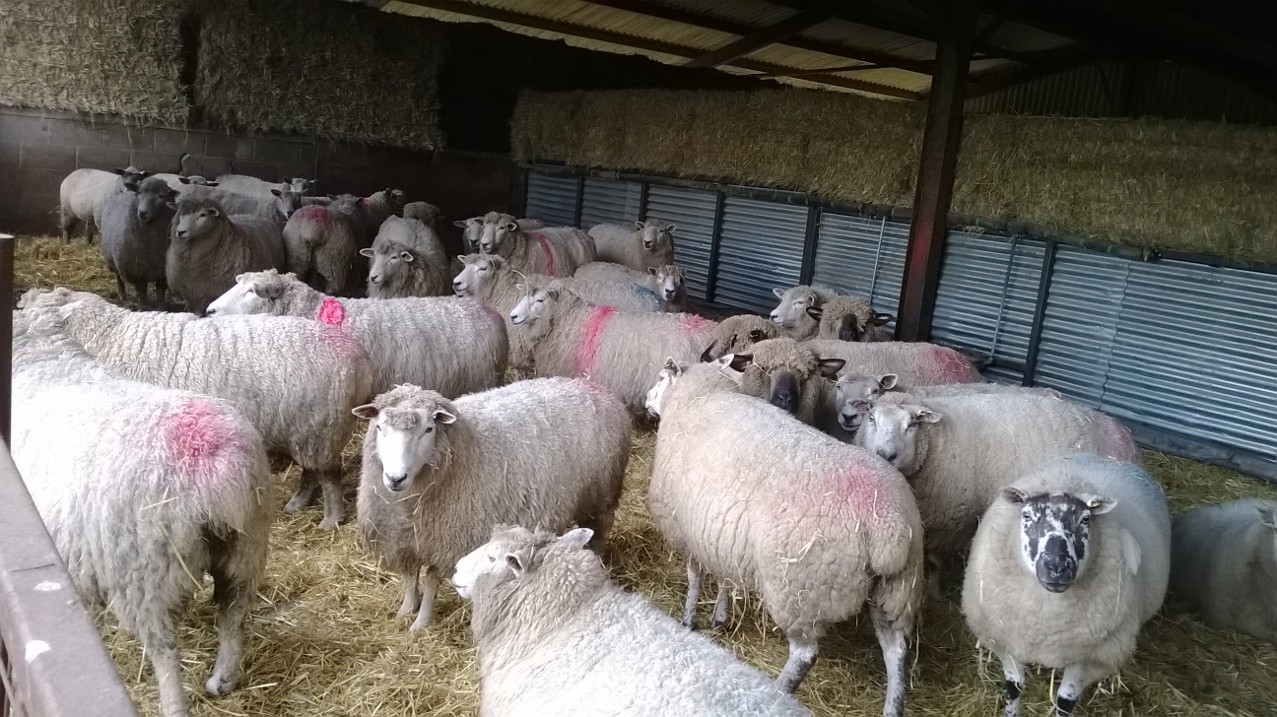 Sheep in a barn setting