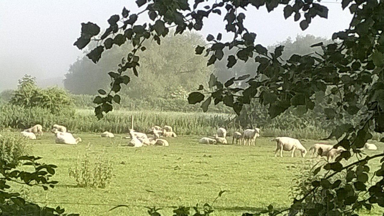Grazing sheep in misty field